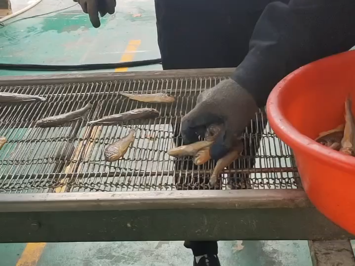 耦合、小黃魚(yú)、雞柳上漿裹粉機(jī)